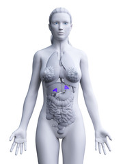 3d rendered medically accurate illustration of a womans adrenal glands