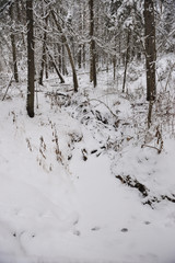 Forest in the late autumn