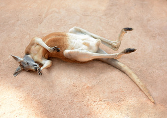 kangaroo lying on send