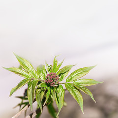 Spring fresh leaves on branch. Green leaves close up in nature on blurred background. Selective focus.