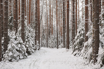 Fototapeta premium Forest in the late autumn