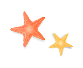 Starfish Sea Stars Closeup Icon Vector Illustration