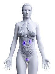 3d rendered medically accurate illustration of a womans urinary system