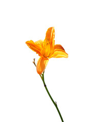 Obraz premium Feuer-Lilie (Lilium bulbiferum)