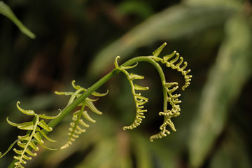 Paco fern at garden