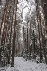 Forest in the late autumn