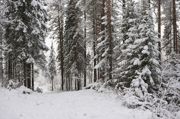 Forest in the late autumn