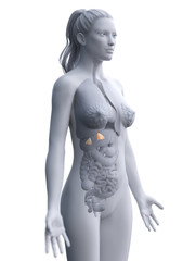 Naklejka premium 3d rendered medically accurate illustration of a womans adrenal glands