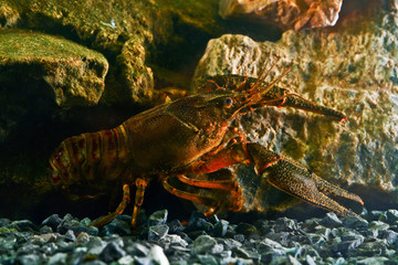 Red Eastern crayfish, Orconectes limosus