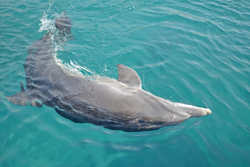 one dolphin dancing under the water in Red Sea, sunny day with playful animals, Conservation and protection of animals in Dolphin Reef in Israel.