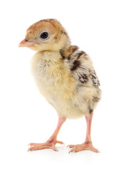 Chicken turkey isolated.