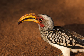 Hornbill Yellow-billed