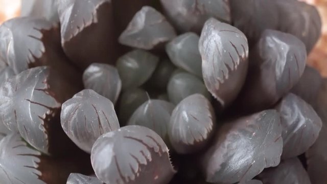 4k video of succulent macro view from top
