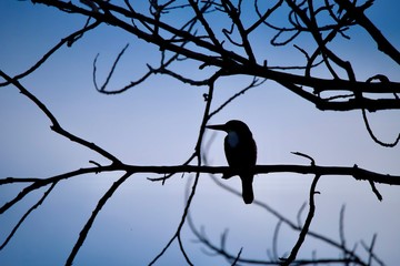 bird on branch