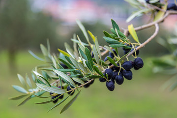 Olive Tree Branch With Olives