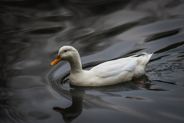 Duck swimming through the water