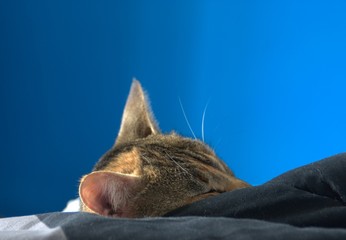tête de chat dormant dans le lit