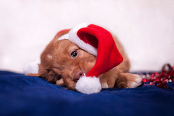 Santa's little helper © Jagoda
