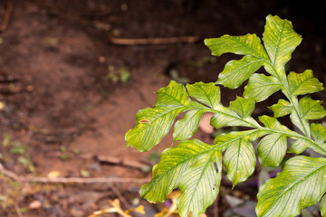 Caribbean agave at garden