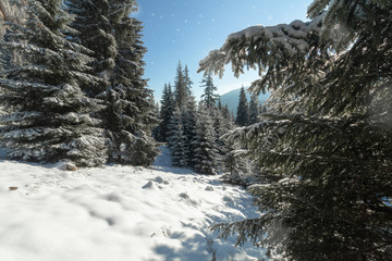 Panoramic winter background with sunlight and picturesque snow fall