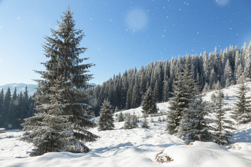 Panoramic winter background with sunlight and picturesque snow fall