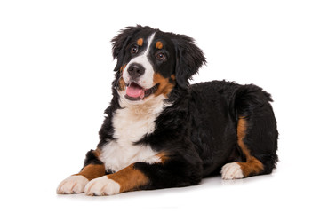 Young bernese mountain dog isolated on white background