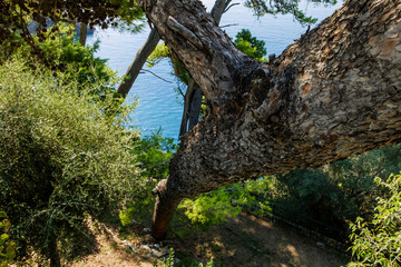 tree in the forest tropical island in the sea dubrovnik croatia