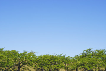 桜　木　空　素材