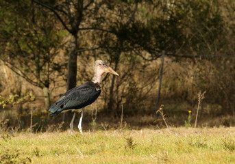 A young Marabou Stork standing in a field.