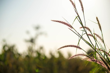 Flower grass community with blue sky  Scientific name Pennisetum pedicellatum