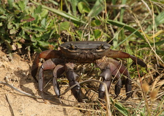 Large dark brown crab walking near a pond.
