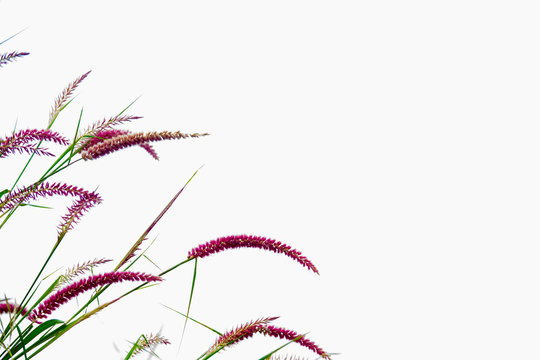 Flower grass community with blue sky  Scientific name Pennisetum pedicellatum