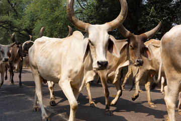 cows strolling around in the city. Most Hindus respect the cow for her gentle nature which represents the main teaching of Hinduism