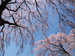 春の青空と枝垂れ桜