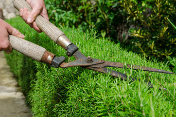 female hands with pruner cut rosemary