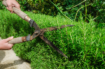 female hands with pruner cut rosemary