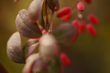 Fototapeta na wymiar barberry bush in autumn, macro close up.