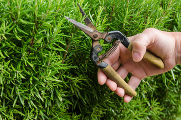 female hand with pruner cut rosemary