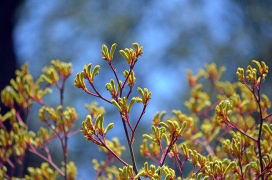Western Australian native Yellow Kangaroo Paw plants, Anigozanthos, family Haemodoraceae (bloodwort family)