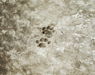 a pair of animal prints cat trail froze on a concrete path in the garden