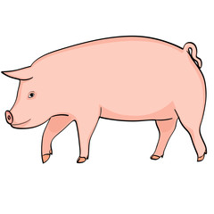 Farm animal boar, pink pig on a white background, object