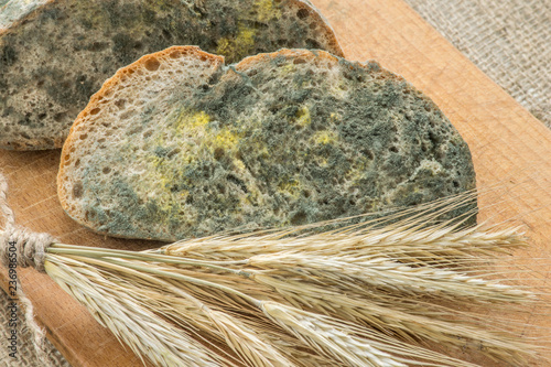 Mold Growing Rapidly On Moldy Bread In Green And White Spores Stock
