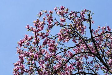 Magnolia tree