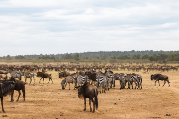 Waiting for the crossing. Accumulation of ungulates on the shore of Mara river. Kenya, Africa (Rev.2)