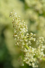 Obraz premium Rhubarb flower