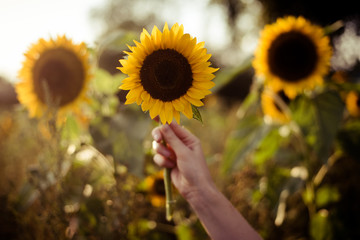 sonnenblumen