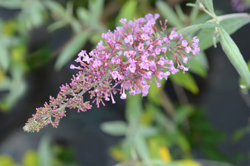 Summer lilac Pink Delight