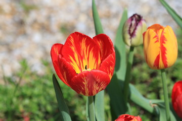 Tulips. Autumn flowers. Bright colorful colors. Bloom.