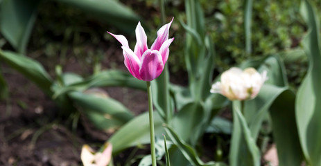 Tulips. Autumn flowers. Bright colorful colors. Bloom.