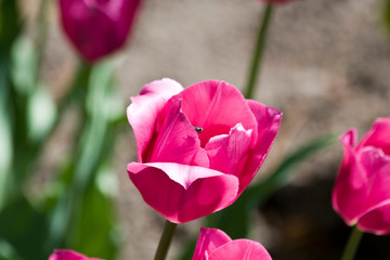Tulips. Autumn flowers. Bright colorful colors. Bloom.